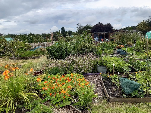 The Blooming Marvellous allotment in Aldershot