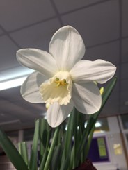 Inniswood, a division 1 white daffodil with a large white trumpet corona.