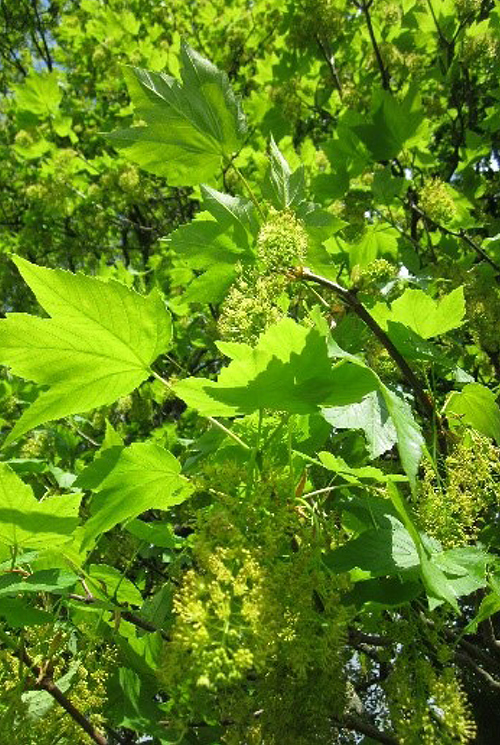 Leaves of a sycamore tree