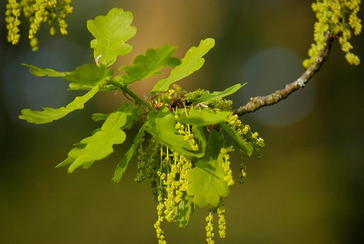 Leaves of an oak tree