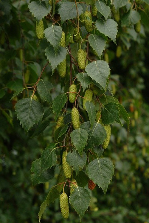 Leaves of a silver birch tree
