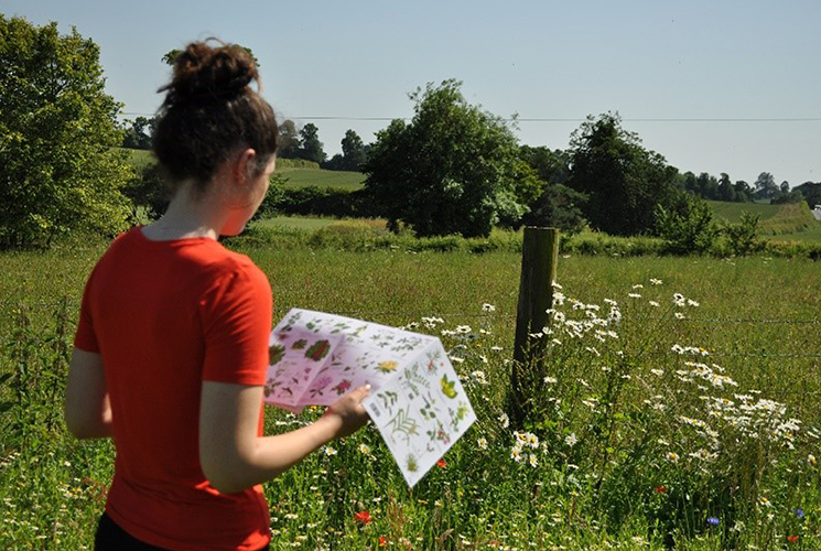Person studying flowers in a feild using a printed guide