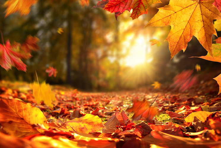 Picture of autumn leaves in a forest