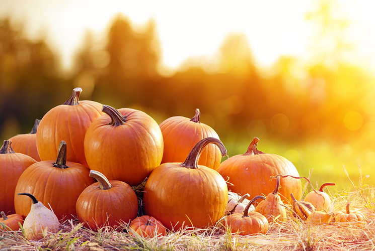 Picture of Pumpkins